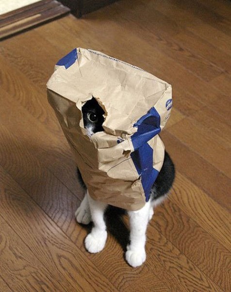 Animals-Playing-Hide-17