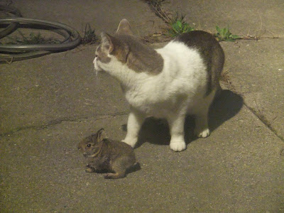 charlie, cat, catching rabbit, baby, on easter