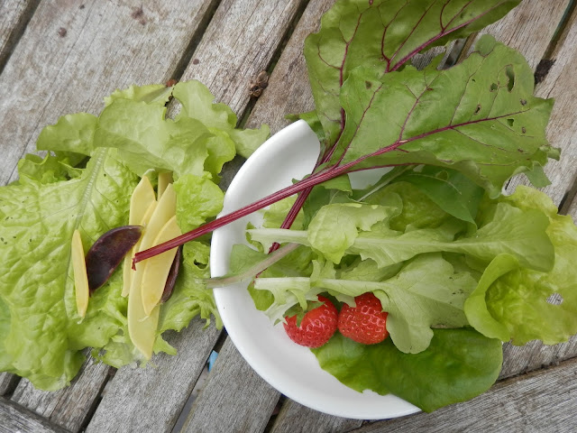 My home grown harvest, June 2017.  What I grew in my UK suburban, permaculture garden. By UK garden blogger secondhandsusie.blogspot.com #ukpermaculture #gardenharvest #organicgarden #raisedbeds #ukgardenblogger