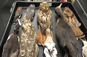 bird study skins royal ontario museum