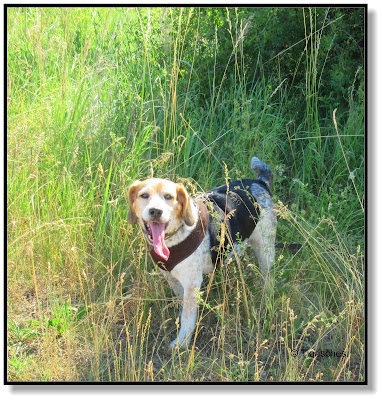 Emma mit der langen Zunge