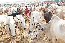 पशुपालन' का अर्थव्यवस्था में महत्वपूर्ण योगदान - animal husbandry  contributes significantly to the economy