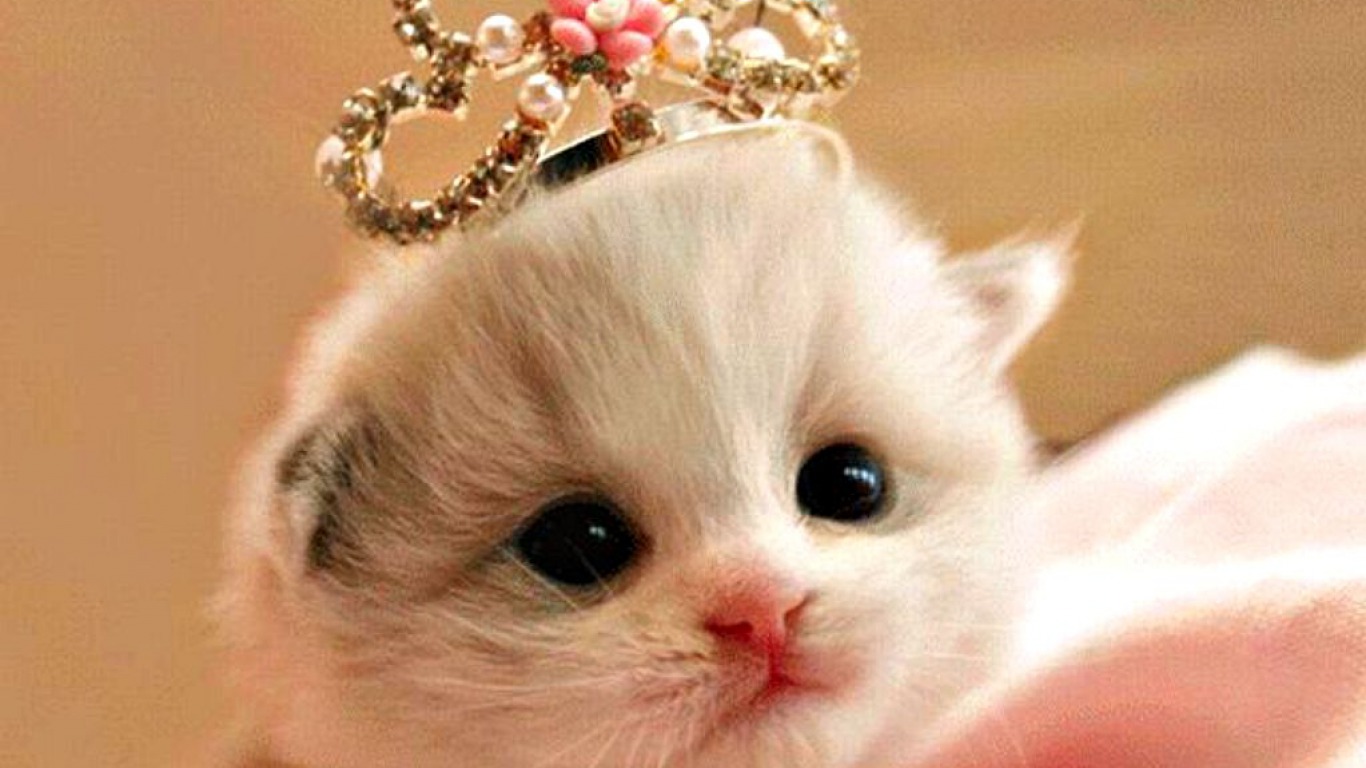 100 Wallpaper  Kucing Lucu  dan  Comel Kualitas HD Kucing 