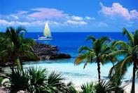 coconut tree and boat view