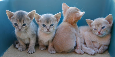 Fawn Abyssinian Kitten