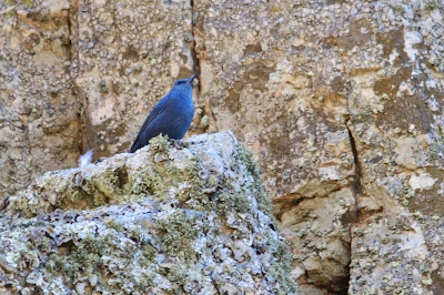 Blauwe Rotslyster - Blauwe Rotslijster - Monticola solitarius