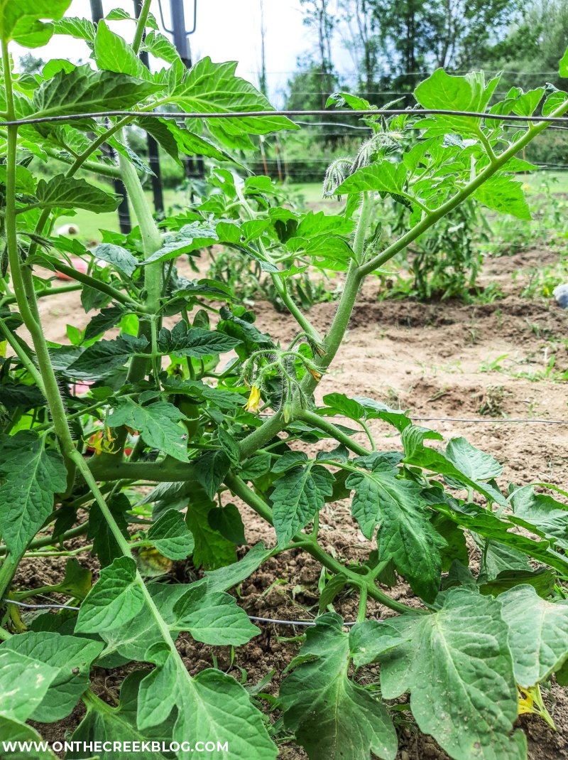 DIY tomato trellis | On The Creek Blog // www.onthecreekblog.com