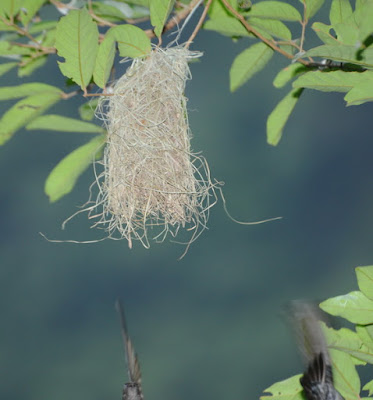 Glossy Swiftlet (Collocalia esculenta)