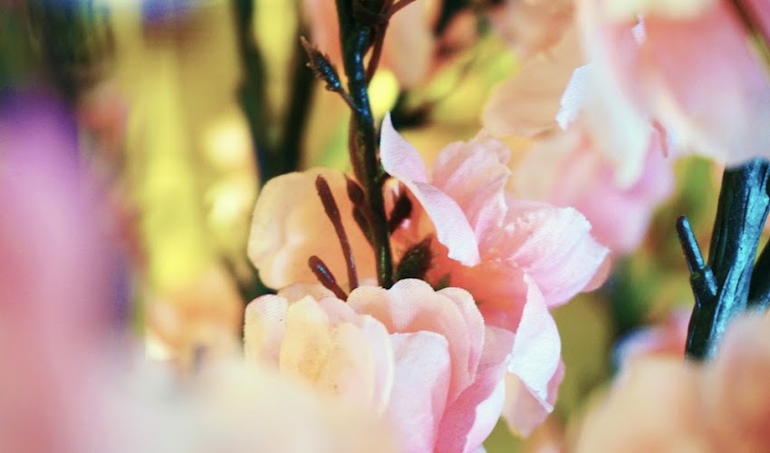 <Food> Sakura blossoms with Honeybon’s Sakura Mango Cake!