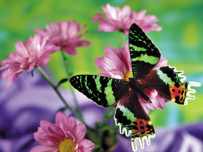 Flower And Butterfly Wallpapers
