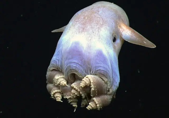 Top 10 Cutest Octopus Species