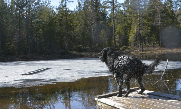 flat coated retriever