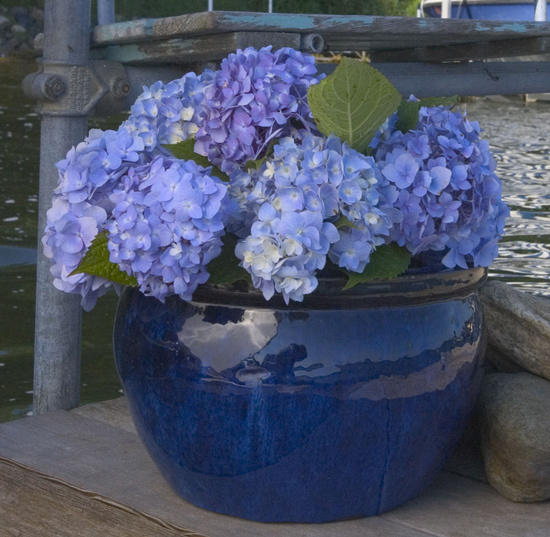 Cindy AdkinsArt, Books, Tea: HydrangeasBeautiful Hydrangeas