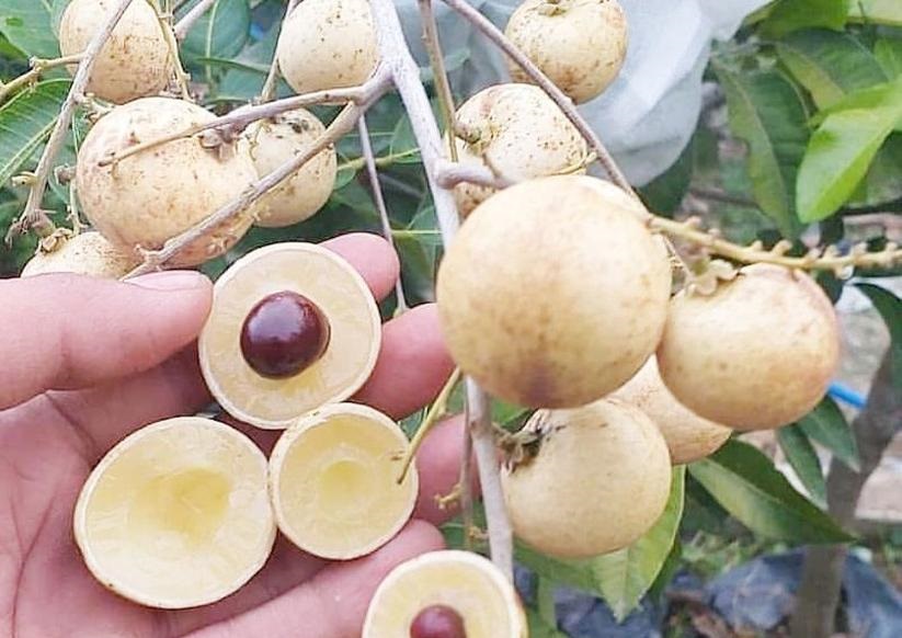 bibit kelengkeng matalada unggul biji kecil buah paling genjah Yogyakarta