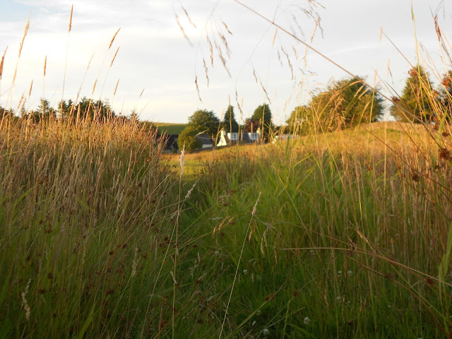 A photo of a small Scottish farm house in the distance photographed through grasses.