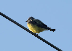 Western Kingbird - Florida