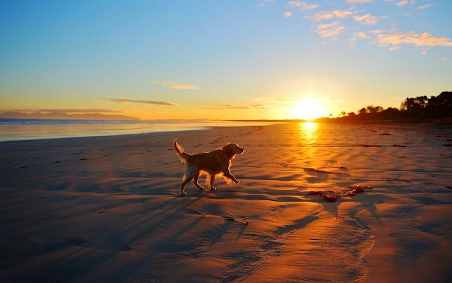 Hond rent over strand bij zonsondergang.