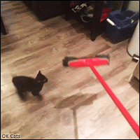 Funny Kitten GIF • Kitty plays with broom. For sure, it's the World's least expensive cat toy, haha [ok-cats.com]
