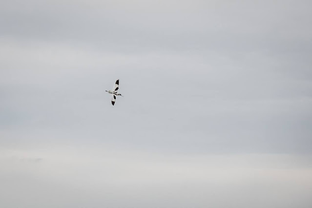 avocet, flying, Minsmere