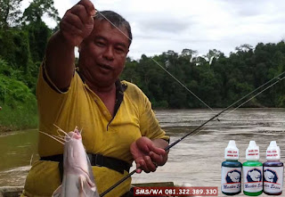 Essen Ikan Lele Khusus Di Sungai