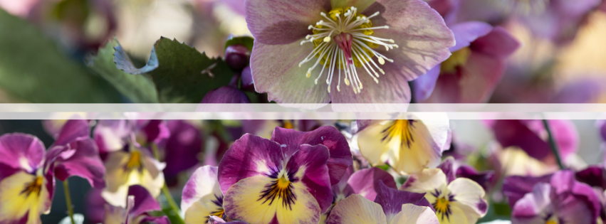 A pink hellebore along the top of the image and pansies along the bottom of the image.