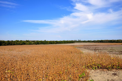 soybeans-hickory-ridge-studio