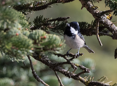 A cute Coal Tit