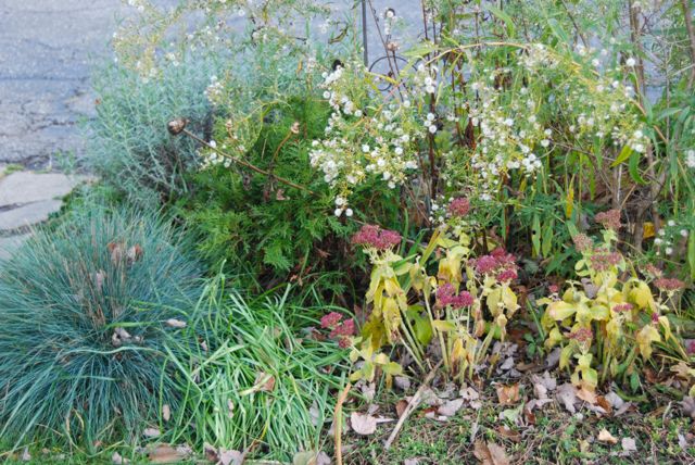 The little white flowers in the Driveway Garden are not flowers at all, but seeds from my favorite native flat-topped aster, Doellingeria umbellata. Everything is admittedly a bit of a mess at this time of year, with the wind and leaves blowing about. 