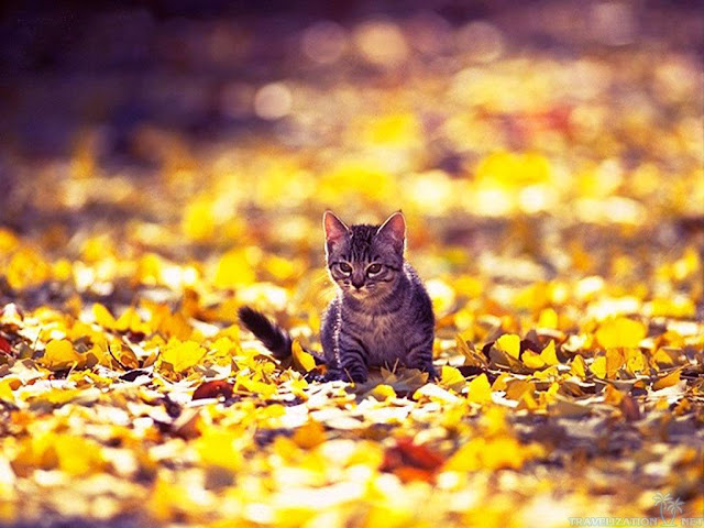 Autumn Kittens4