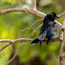 Greater Racket-tailed Drongo