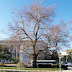 Library of Congress War Memorial Tree