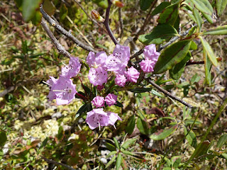 Kalmia à feuilles d'andromède - Kalmia polifolia