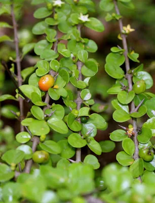 ต้นไม้: เงี่ยงดุก (หนามเงี่ยงดุก) ลักษณะ ผลไม้กินได้ สมุนไพร Canthium berberidifolium