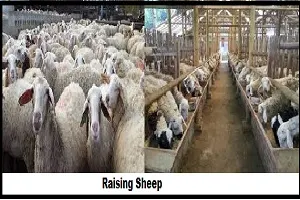 Guide to Sheep Farming