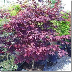 Emperor_1_sz_237[1]