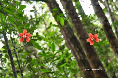 Dendrobium cinnabarinum care and culture