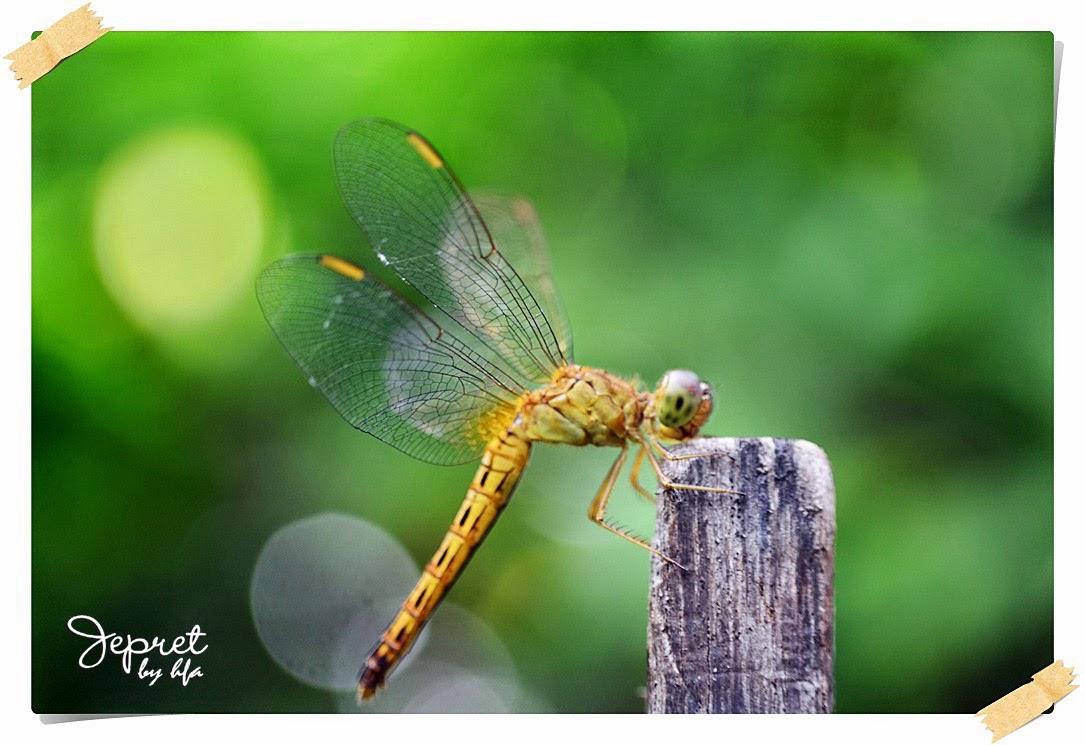 yellow dragonfly, capung kuning