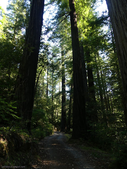 tall redwoods lining a gravel road