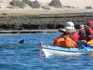 Sea Kayaking in Patagonia. Peninsula Valdes