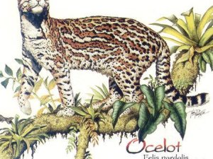 Ubuntu 11.10 sarà Oneiric Ocelot