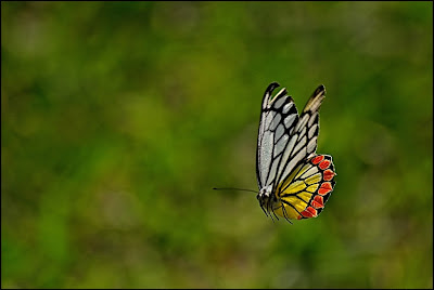 butterfly photography