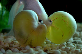 Bubble Eye Goldfish