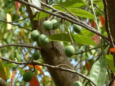 Jenidri, Buah Termahal di Dunia