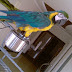 Blue and Gold Macaw Parrot For Sale in Lahore