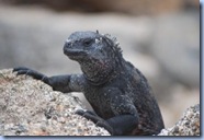 Marine Iguana