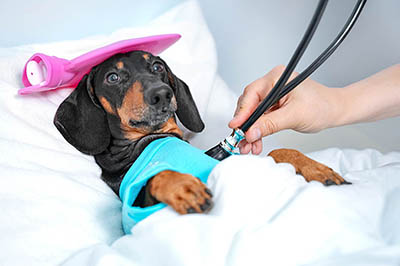 10 علامات تشير إلى ضرورة اصطحاب كلبك إلى الطبيب البيطري