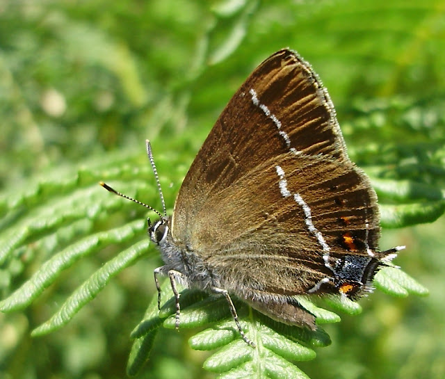 Satyrium spini