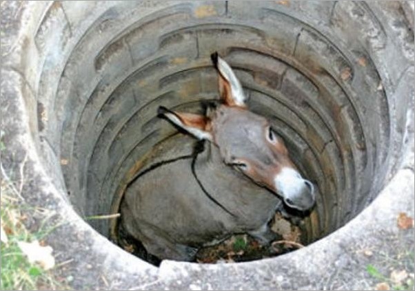 funny moment donkey life 16