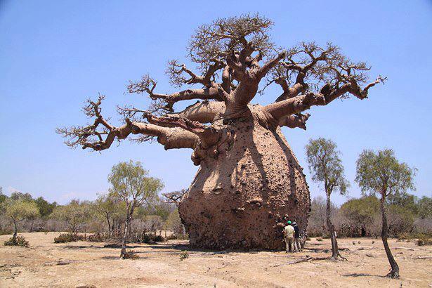 Amazing boabab tree