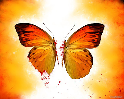 Butterfly Beautiful Wallpapers